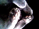 Paws