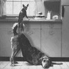 puppy help