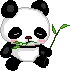 Panda eating