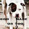 pit bull