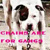 pit bull