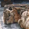 dogs in chages