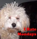 mondays