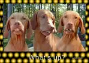 Wazzup Dawgs