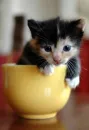 cutie