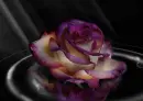 Rose.