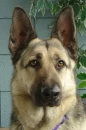 german shepards