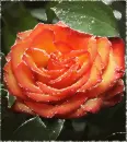 Rose.