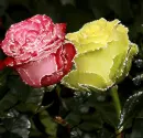 Roses.
