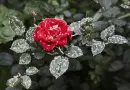 Rose.