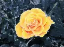Rose.
