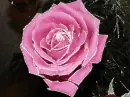 Rose.