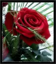 Rose.