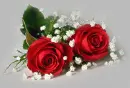 Roses.