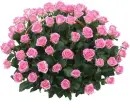 Roses.