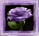 Rose.