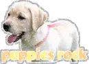 Puppies rock