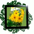 Frame