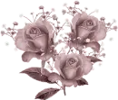 Rose Trio