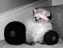kitty