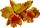 Orchid