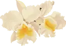 Orchid