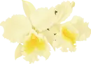 Orchid