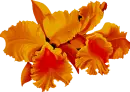 Orchid