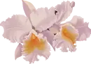 Orchid