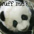Baby Panda