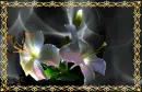 Flowers.