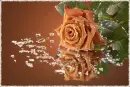 Rose.