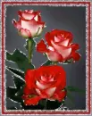 Roses.
