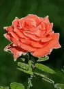 Rose.