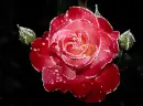 Rose.