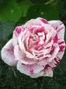 Rose.