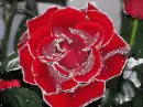 Rose.