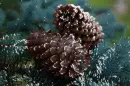 Cones.