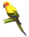 parrot
