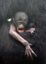 Baby Monkey/Gorilla