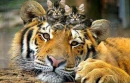 TIGER FRIENDS