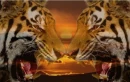 TIGERS