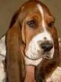 Lovable Basset   :P
