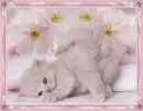 Kitty.