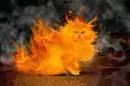 Fiery cat.