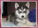 husky2