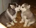 husky3