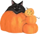 CAT AND PUMPKINS