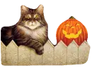 CAT AND PUMPKIN