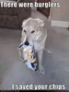 puppy and burgers